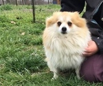 Small Photo #1 Pomeranian Puppy For Sale in WEST PLAINS, MO, USA