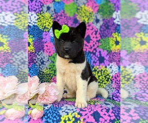 Akita Puppy for sale in AIRVILLE, PA, USA