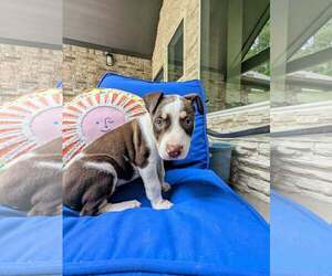 Labrador Retriever-Unknown Mix Dogs for adoption in The Woodlands, TX, USA