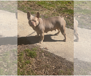 Mother of the French Bulldog puppies born on 12/09/2025