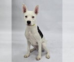 Small #5 American Pit Bull Terrier Mix