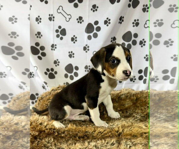 Medium Photo #2 Beagle-Unknown Mix Puppy For Sale in SHERBURNE, NY, USA