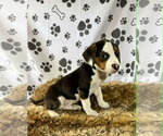 Small #1 Beagle Mix