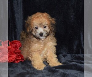 Maltipoo Puppy for sale in BARNESVILLE, KS, USA