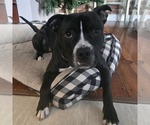 Small #6 American Bulldog Mix