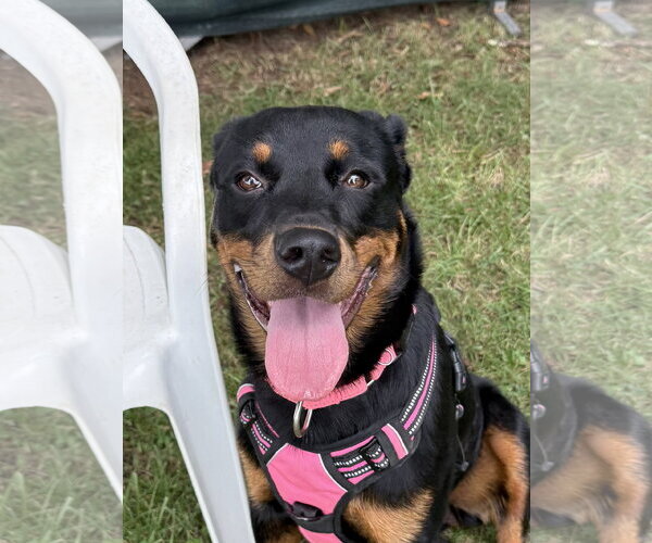 Medium Photo #6 Rottweiler Puppy For Sale in Mooresville, NC, USA