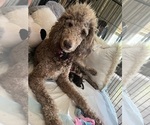 Small Photo #1 Goldendoodle Puppy For Sale in SPARTANBURG, SC, USA