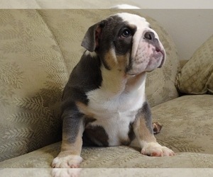 Bulldog Puppy for sale in TEMPE, AZ, USA