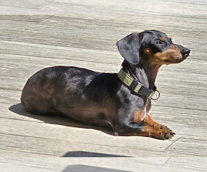 Prospect Pete LA - Male Dachshund Dog for Adoption - Photo #6