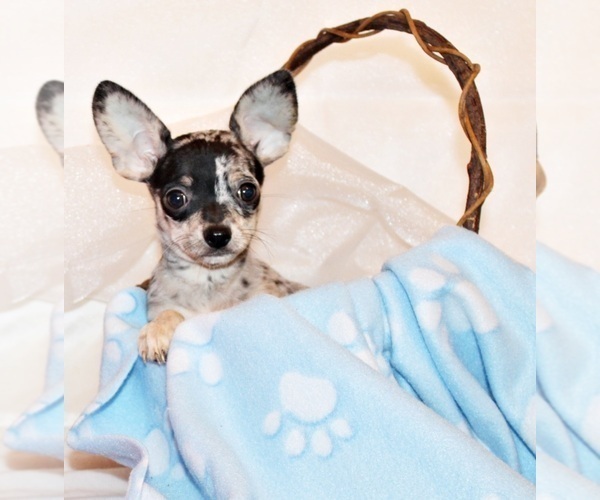 Medium Photo #75 Chihuahua Puppy For Sale in CHARLESTON, AR, USA