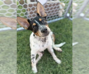 Mutt Dogs for adoption in Queen Creek, AZ, USA