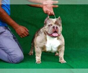 Father of the American Bully puppies born on 08/20/2022