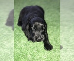 Small Photo #2 Shepadoodle Puppy For Sale in BELLA VISTA, AR, USA