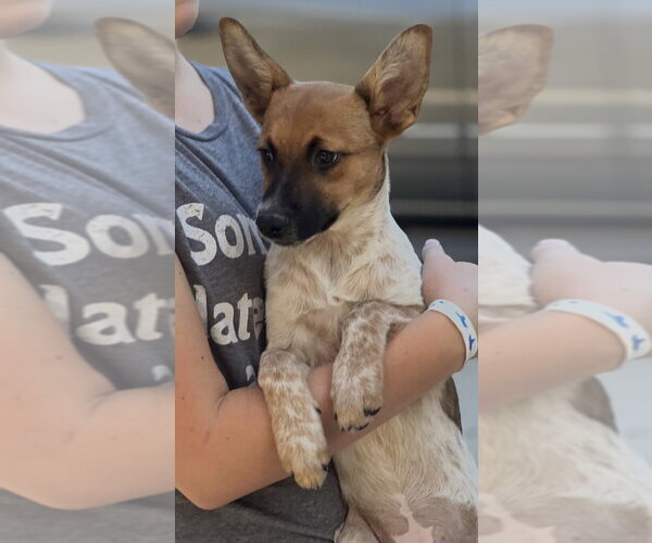 Medium Photo #9 Mutt Puppy For Sale in Dana Point, CA, USA