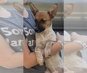 Kiwi - Female Mutt Dog for Adoption - Photo #9