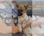 Small #8 Mutt