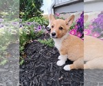 Small Photo #21 Pembroke Welsh Corgi Puppy For Sale in SHILOH, OH, USA