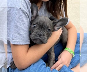 French Bulldog Puppy for sale in GLENDALE, CA, USA
