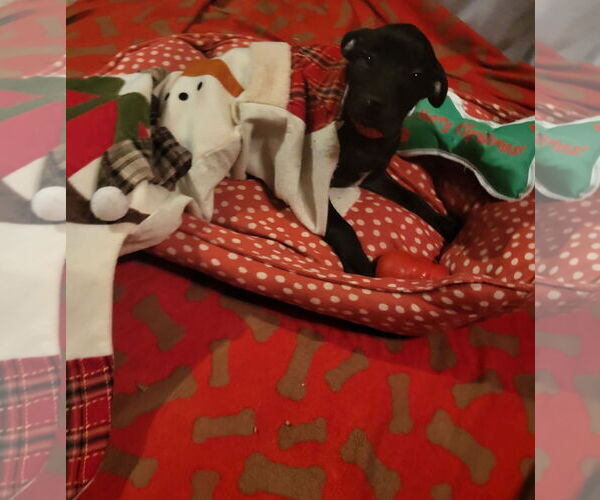 Medium Photo #2 Mutt Puppy For Sale in Germantown, OH, USA