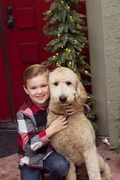 Medium Photo #1 Goldendoodle Puppy For Sale in ANTELOPE, CA, USA