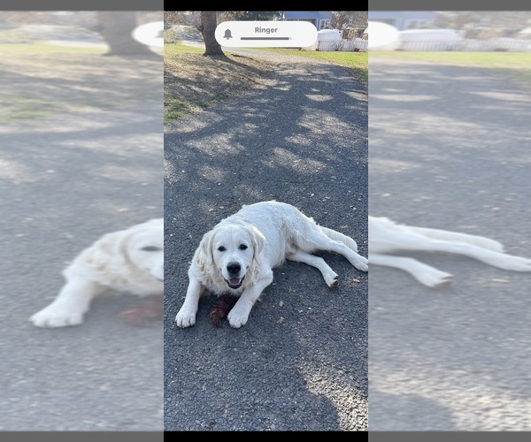 Medium Photo #10 Goldendoodle Puppy For Sale in COULTERVILLE, CA, USA