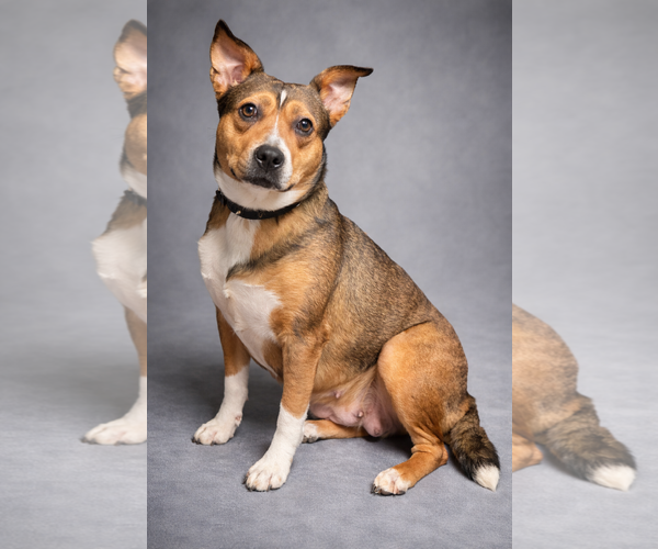 Medium Photo #1 Mutt Puppy For Sale in Clarkesville, GA, USA