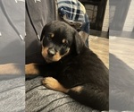 Small #18 Rottweiler