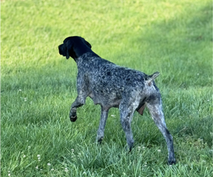 Mother of the German Shorthaired Pointer puppies born on 03/11/2024