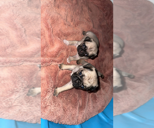 Medium Photo #1 Pug Puppy For Sale in RIDGEWAY, SC, USA