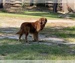 Small #21 Golden Retriever
