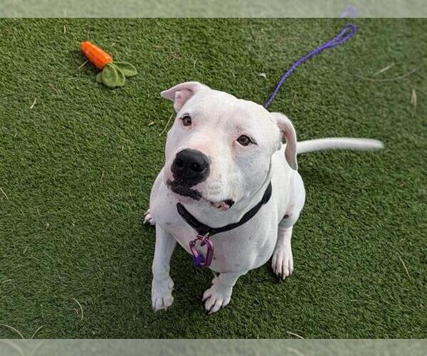 Medium Photo #2 American Pit Bull Terrier-Unknown Mix Puppy For Sale in Las Vegas, NV, USA