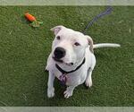 Small #1 American Pit Bull Terrier Mix