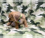 Small Photo #5 Puggle Puppy For Sale in LAKELAND, FL, USA