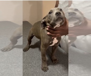 American Bully Puppy for Sale in WILLINGBORO, New Jersey USA