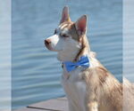 Small #4 Siberian Husky