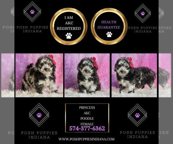 Medium Photo #6 Poodle (Toy) Puppy For Sale in WARSAW, IN, USA