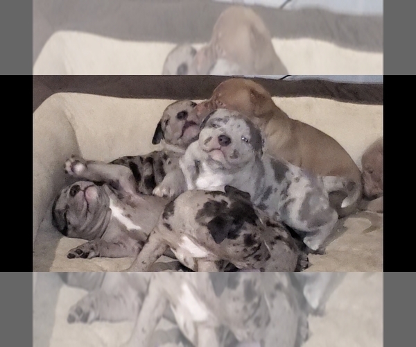 Medium Photo #5 American Bully Puppy For Sale in WEST MILTON, OH, USA