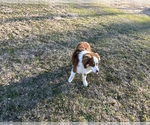 Miniature Australian Shepherd Puppy for sale in ANTLERS, OK, USA