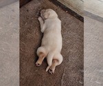 Small Photo #12 Labrador Retriever Puppy For Sale in FLEMING ISLE, FL, USA
