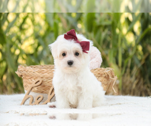 Coton de Tulear Puppy for sale in SYRACUSE, IN, USA