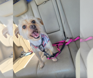 Benji in RI - Male Mutt Dog for Adoption - Photo #6