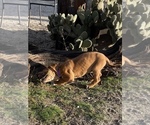 Small Photo #71 Rhodesian Ridgeback Puppy For Sale in MORONGO VALLEY, CA, USA