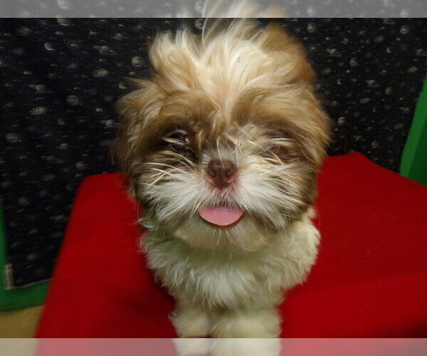 Medium Photo #1 Shih Tzu Puppy For Sale in PATERSON, NJ, USA