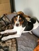 Small Photo #1 Treeing Walker Coonhound Puppy For Sale in AUSTIN, TX, USA