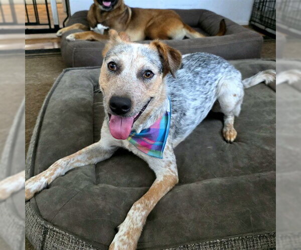 Medium Photo #4 Mutt Puppy For Sale in Long Beach, CA, USA