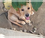 Small Photo #2 Labrador Retriever Puppy For Sale in JURUPA VALLEY, CA, USA