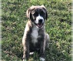 Small Photo #16 Mountain Cur-Unknown Mix Puppy For Sale in Rockaway, NJ, USA