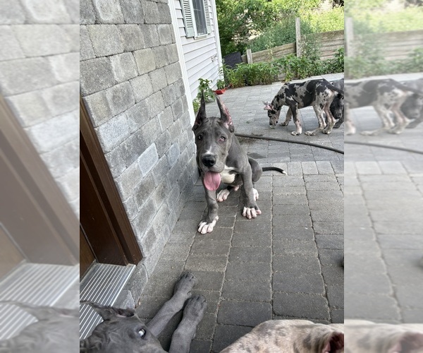 Medium Photo #3 Great Dane Puppy For Sale in LITCHFIELD, NH, USA
