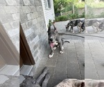 Small #2 Great Dane