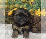 Small #5 Shorkie Tzu